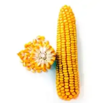 Как правильно варить кукурузу в початках